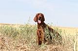 SETTER IRLANDAIS 044